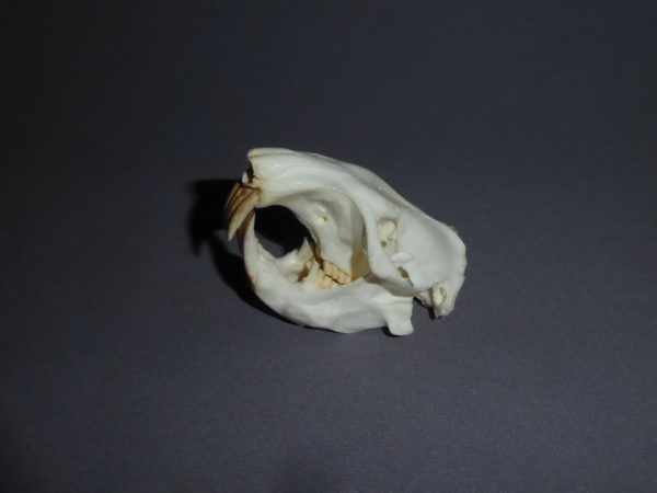 giant pocket gopher skull