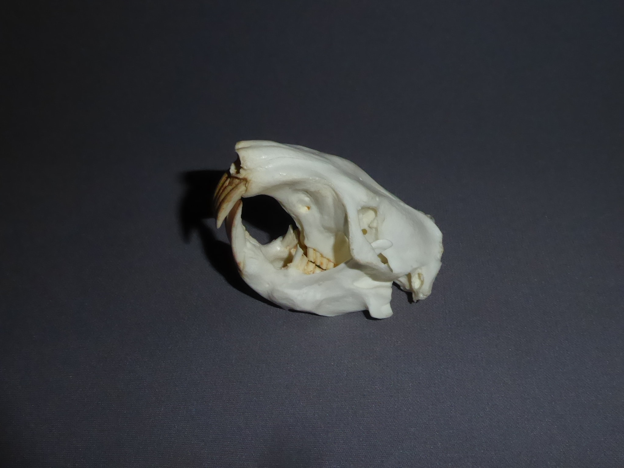 Giant Pocket Gopher Skull SkeletonsAndSkullsSuperstore