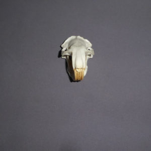 giant pocket gopher skull facing foward