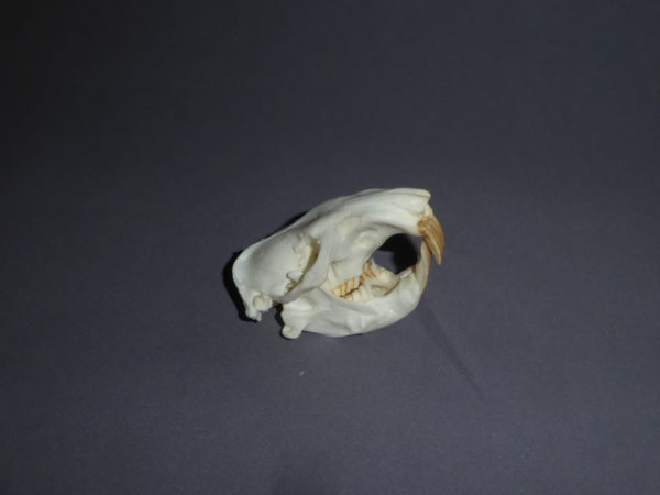 giant pocket gopher skull facing right