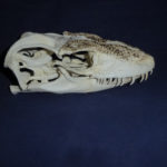 komodo dragon male skull