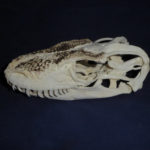 komodo-dragon-male-skull-facing-left-RS623