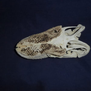 Komodo Dragon Male Skull - Image 3