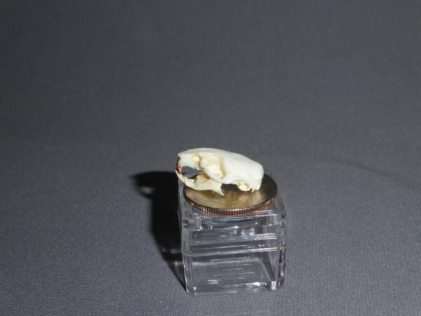mouse skull replica facing left RS465