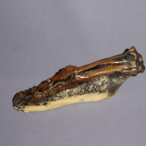 nanosaurus rear foot replica facing left