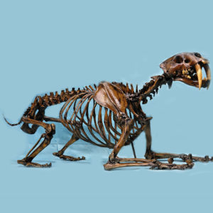saber-toothed-cat-skeleton
