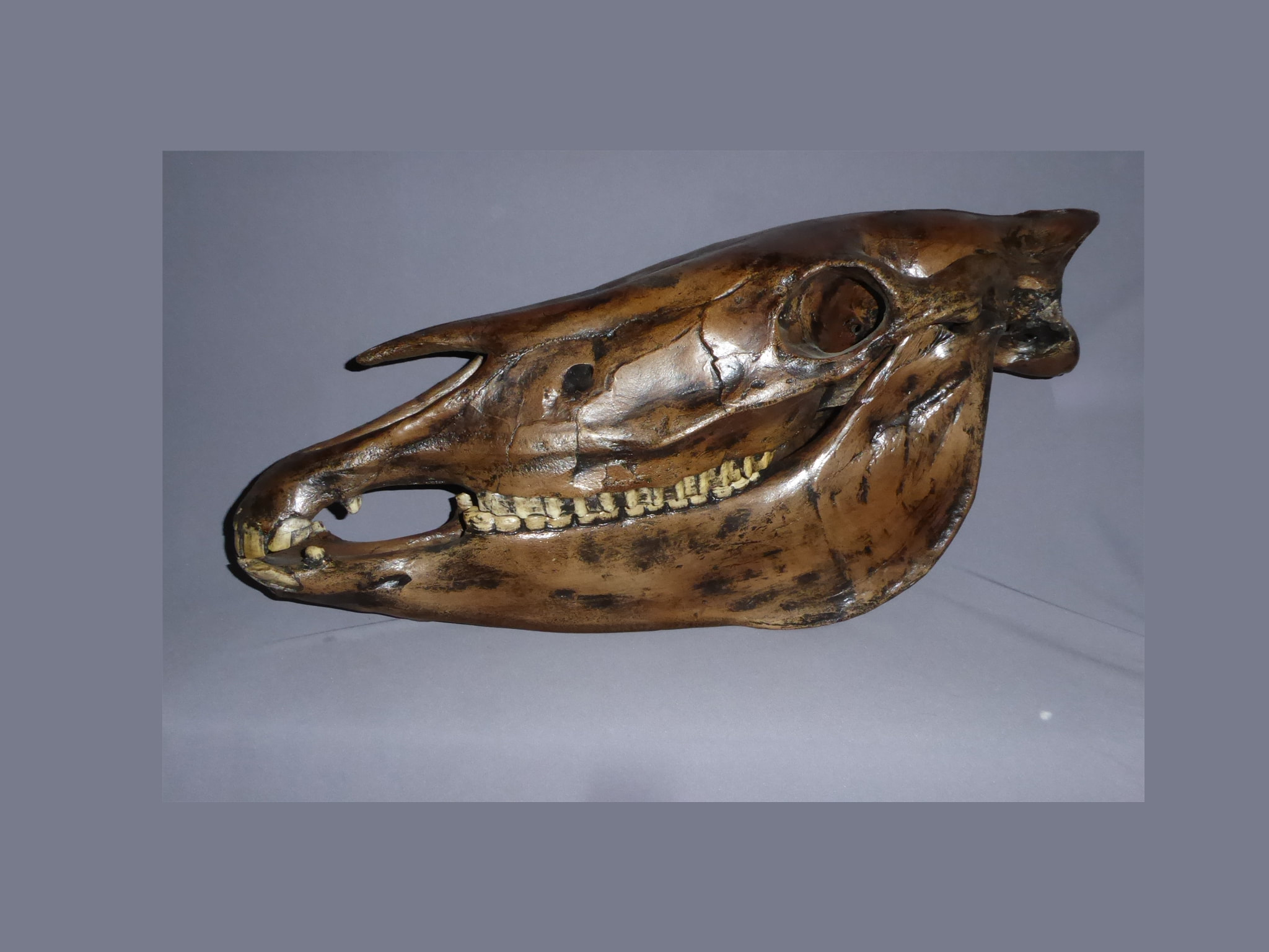 Western Horse Skull Fossil Skeletons and Skulls Superstore