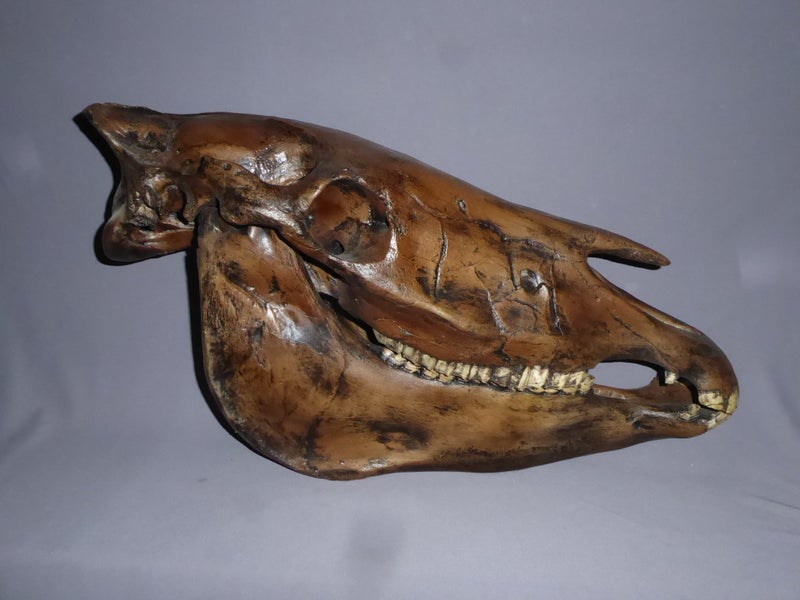 western-horse-skull-fossil-large