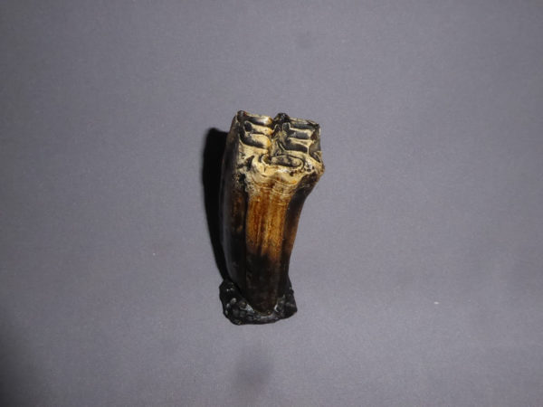 western horse tooth replica