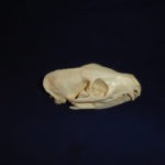 white-tailed-mongoose-skull-facing-right-CADJL0040