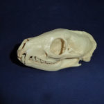 white tailed mongoose skull replica