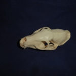 white-tailed-mongoose-skull-top-view-replica-CADJL0040