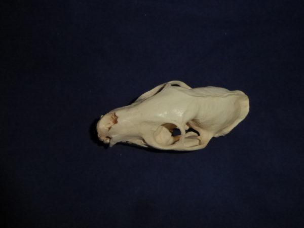 white tailed mongoose skull replica top view