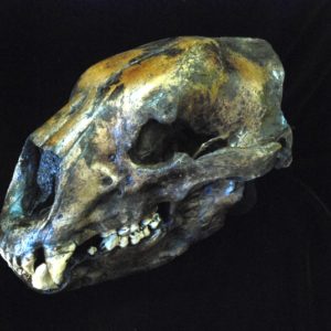 short faced bear skull