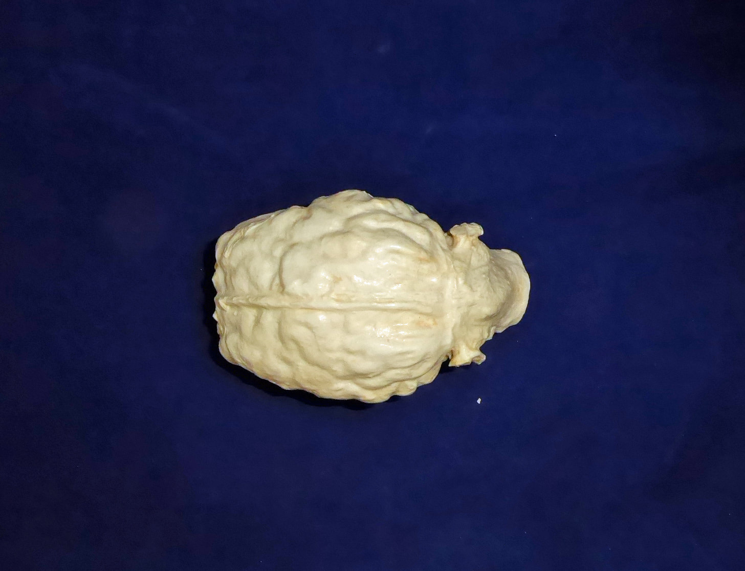 Goat Brain