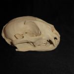 african golden cat female skull