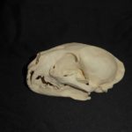 CARB2555-African-Golden-Cat-Female-Skull-facing-left