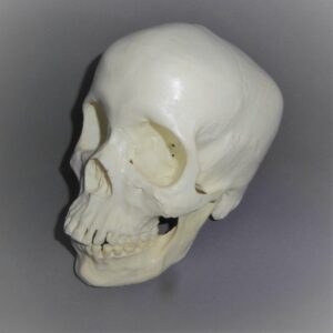 human female skull replica left HS006-1