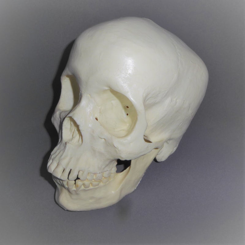 Human-Female-Skull-Replica-left-HS006-1