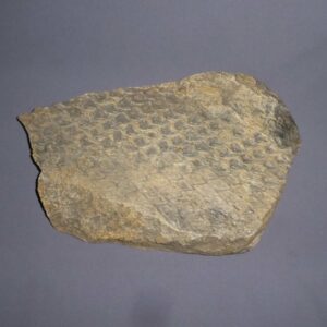 lepidodendron aculeatum bark fossil close F05A