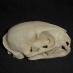 Geffroys cat skull replica