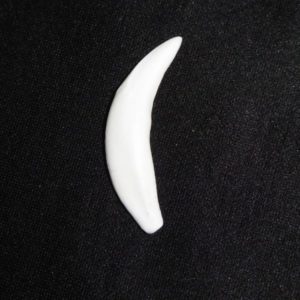 coyote canine tooth replica facing left