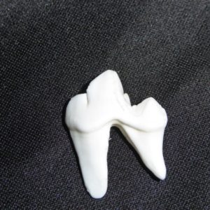 coyote molar tooth replica