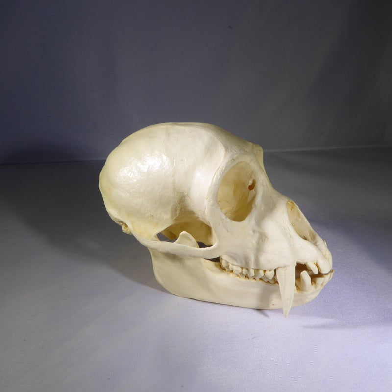 black colobus monkey skull replica