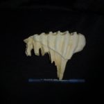 African-elephant-juvenile-right-upper-molar-tooth-RT303