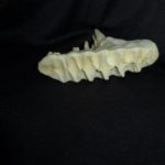 African-elephant-juvenile-right-upper-molar-tooth-bottom-view-RT303