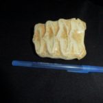 african elephant tooth shed