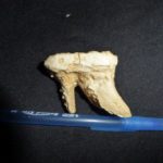 african elephant upper left molar
