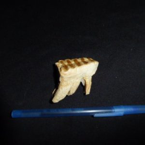 african-elephant-upper-left-molar-facing-left