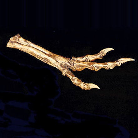 Albertosaurus Foot Replica