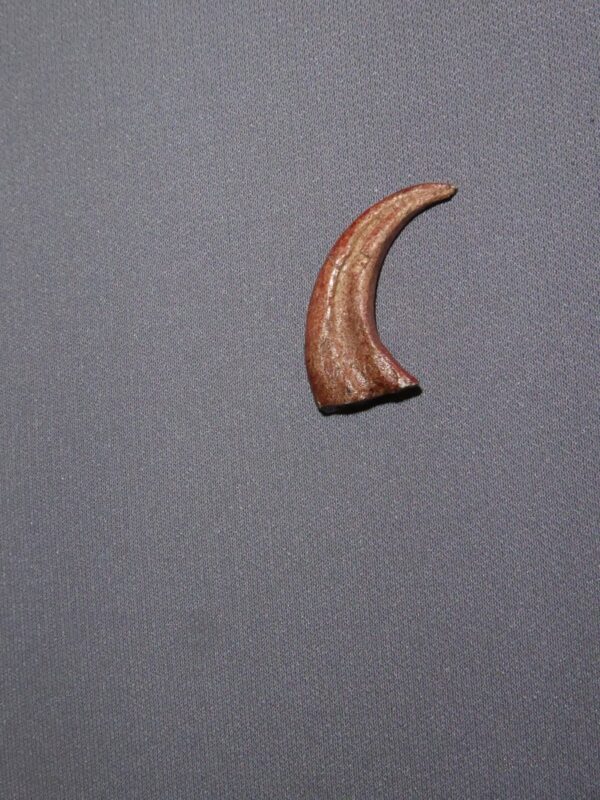 saurornitholestes langstoni claw replica cl40