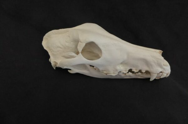 borzoi dog skull replica close up