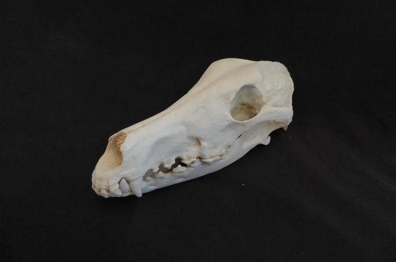 borzi-dog-skull
