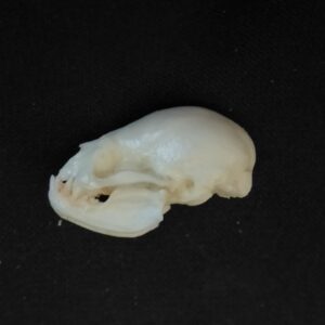 vampire bat skull replica 2 RS521