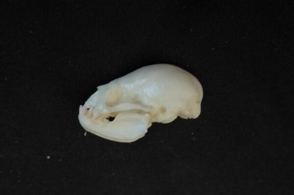 vampire bat skull replica 2 RS521
