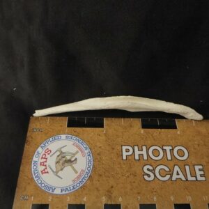 african hunting dog baculum no close scale CA5008