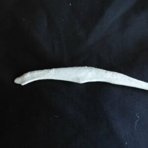 african hunting dog baculum no scale CA5008