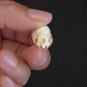 vampire bat skull replica 3 RS521