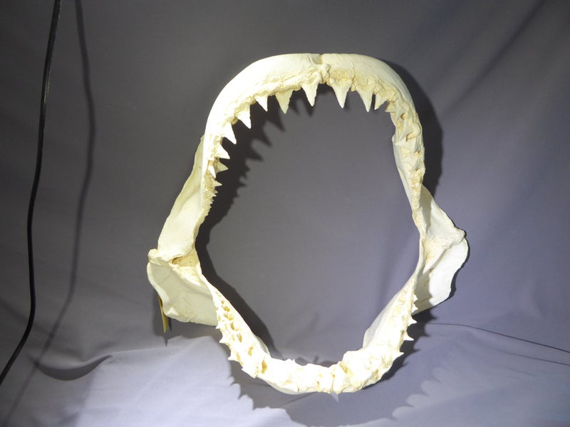 Great white shark jaw replica