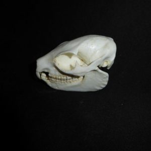 yellow spotted bush hyrax skull replica