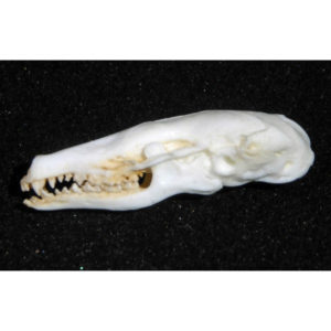 Eastern mole skull replica