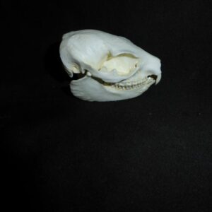yellow spotted bush hyrax skull replica right CA09300
