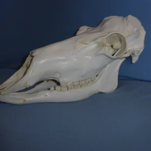 Caribou male skull replica without rack facing left. Museum-quality polyurethane resin cast. 1:1 scale.