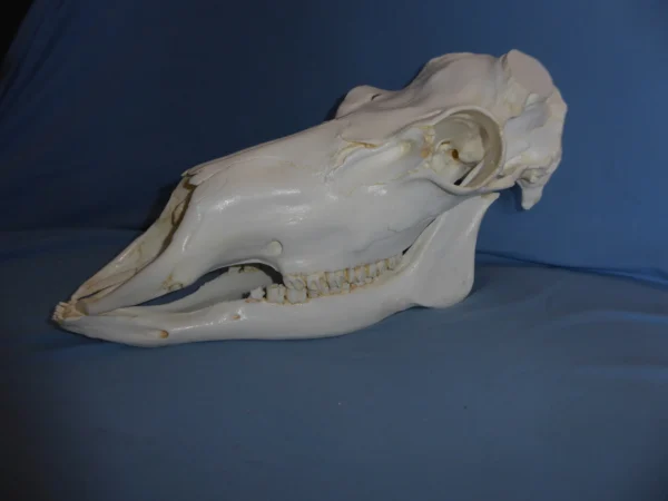 Caribou male skull replica without rack facing left. Museum-quality polyurethane resin cast. 1:1 scale.