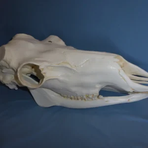 Caribou male skull replica without rack facing left. Museum-quality polyurethane resin skull.