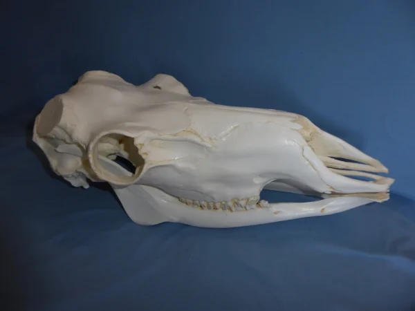 Caribou male skull replica without rack facing left. Museum-quality polyurethane resin skull.